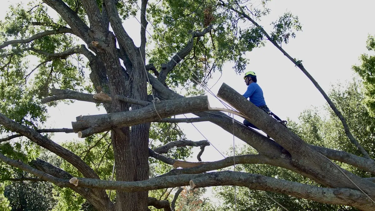 Professional Crown Thinning performed by certified arborists in Panora